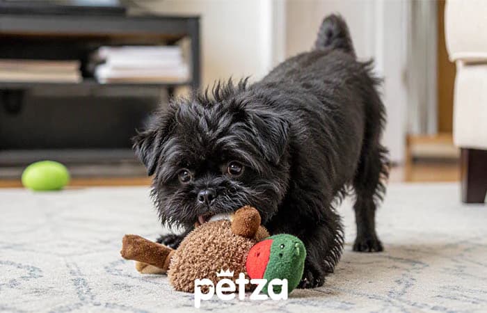 Affenpinscher Köpek Özellikleri