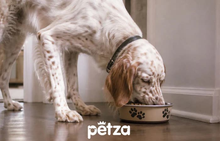 Irish Setter Özellikleri