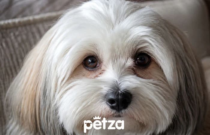 Havanese Köpek Özellikleri