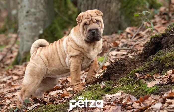 Shar Pei Köpek Özellikleri