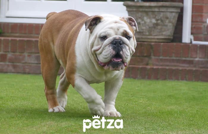 İngiliz Bulldog Özellikleri