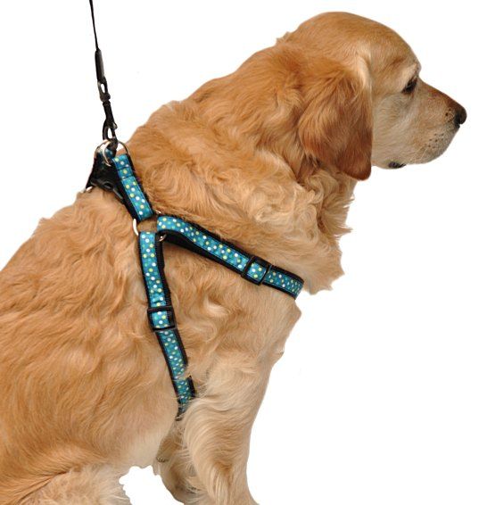 Ufak , Orta ve Büyük Irklar için Göğüs Tasması Mavi Puantiyeli