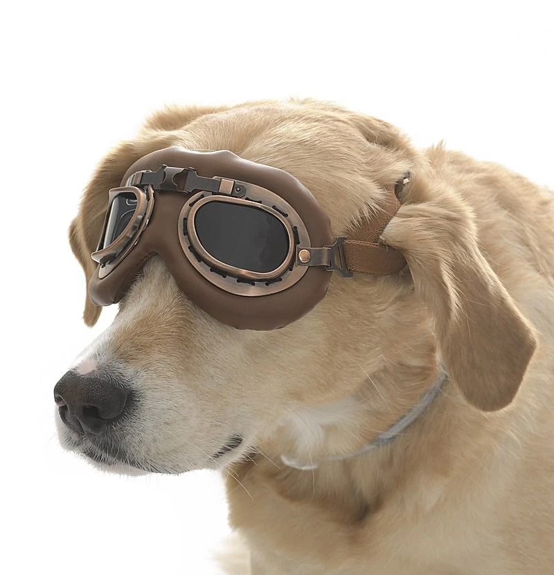 Orta ve Büyük Köpek Güneş Gözlüğü Sakari