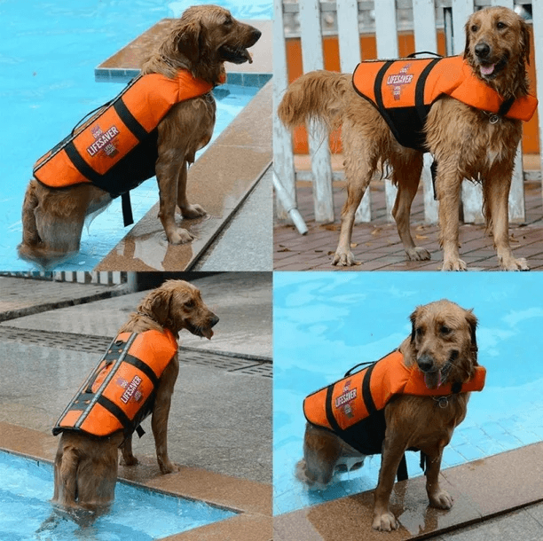 Köpek Can Yeleği Tonder
