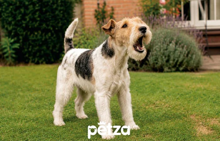 En Çok Havlayan Köpek Irkları: Fox Terrier