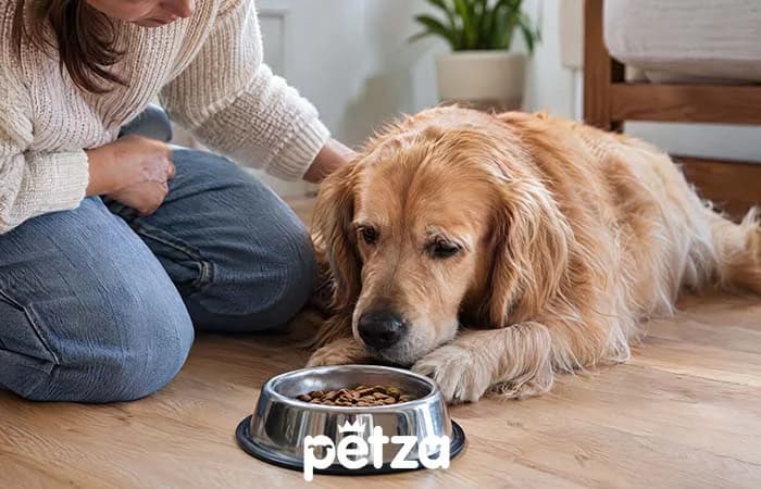 Köpeğim Mama Yemiyor. Ne yapmalıyım