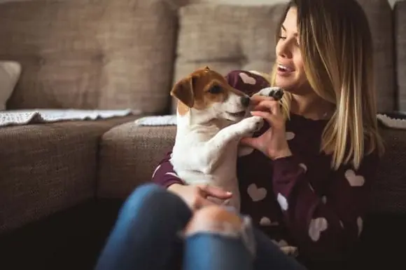 Jack Russell Köpek Özellikleri