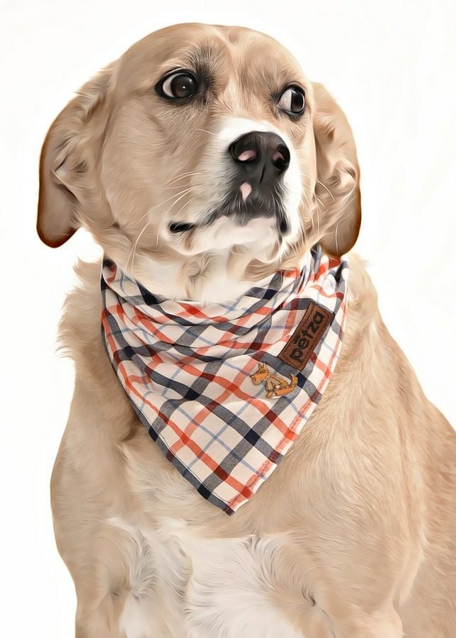 Köpek Bandana / Kirka