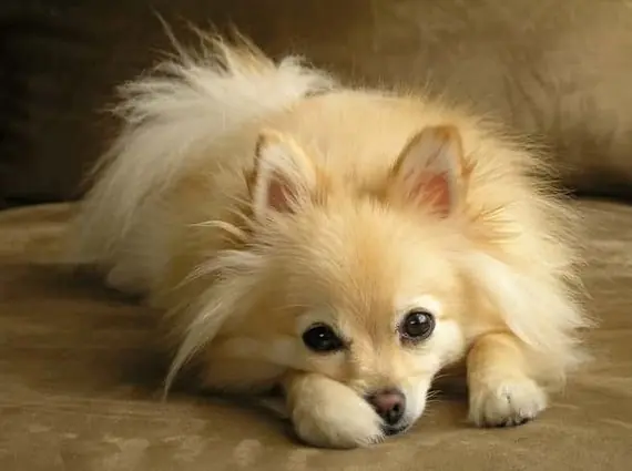Pomeranian Köpek Özellikleri