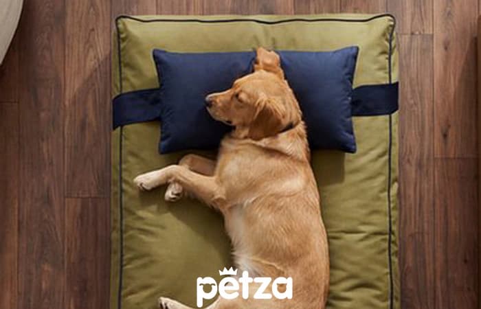 Büyük Irk Köpek Yatağı ve Yastık Takımı Vuqar - Petza