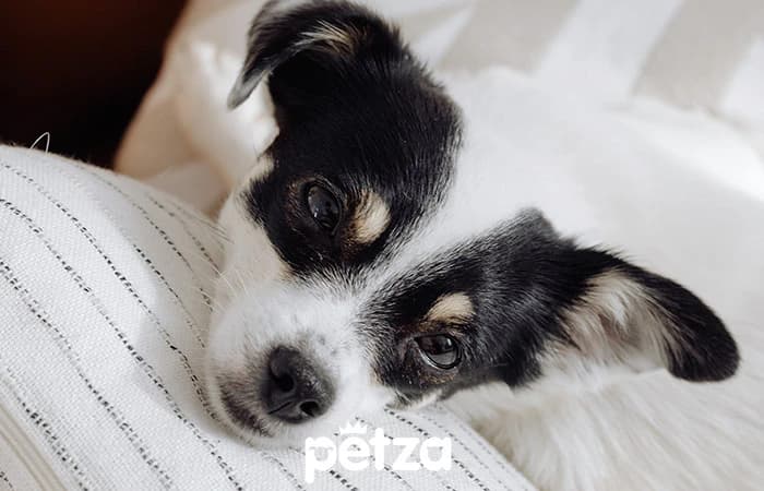 Toy Fox Terrier Köpeği Özellikleri