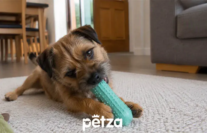 Border Terrier Özellikleri