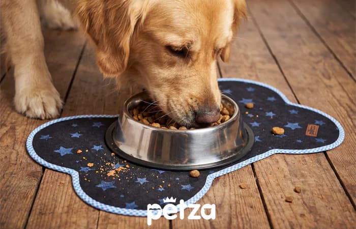 Toft Köpek Mama ve Su Kabı Servisi _ Petza