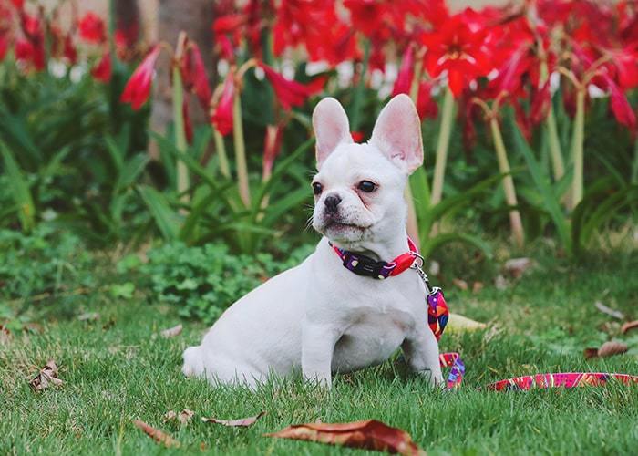 Köpek Boyun Tasması Hi Dream Popcorn