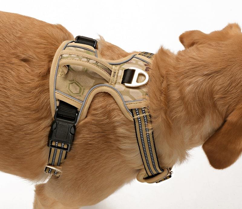 Köpek Göğüs Tasması Finwe Bej