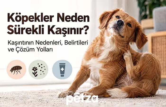 Köpekler Neden Sürekli Kaşınır