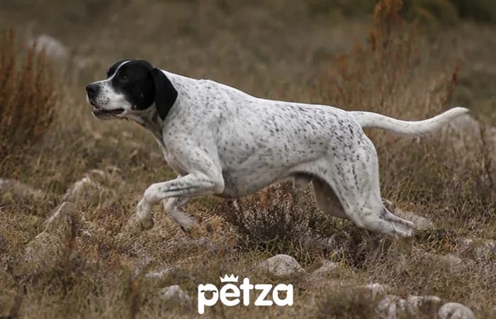 Pointer Köpeği Özellikleri