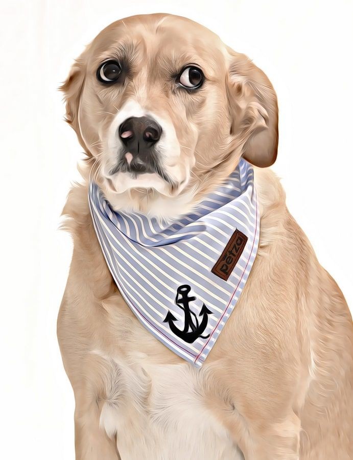 Köpek Bandana / Brina