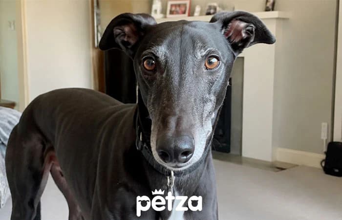 Greyhound Köpek Özellikleri