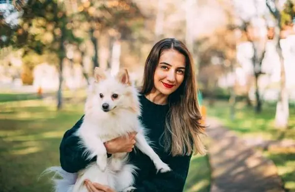Pomeranian Köpek Özellikleri
