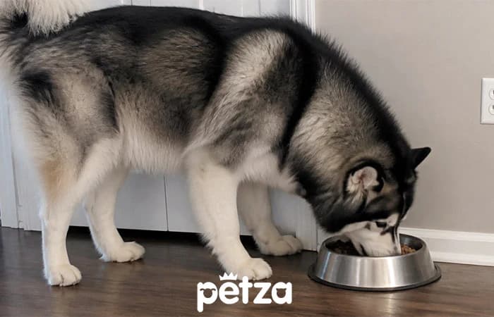 Alaska Kurdu Özellikleri