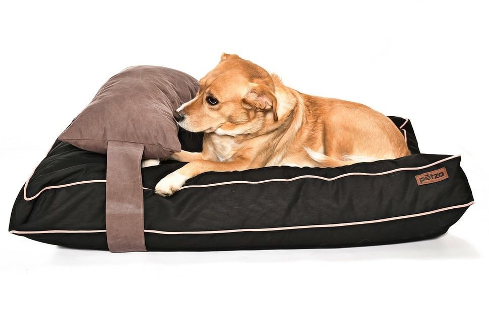 Köpek Yatağı ve Yastık Takımı - Spock Large
