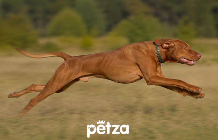 Köpeklerde Kalp Hastalığı