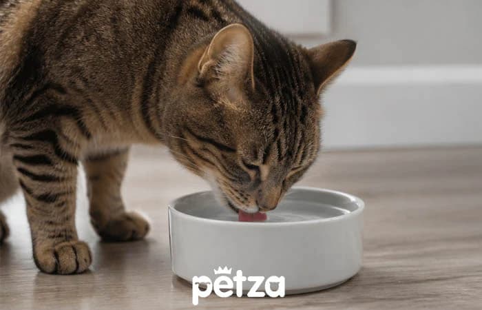 Kedi Ne Kadar Su İçmeli?