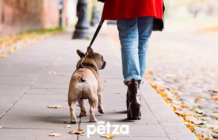 Yürüyüşlerde Köpeklerin Su İhtiyacı