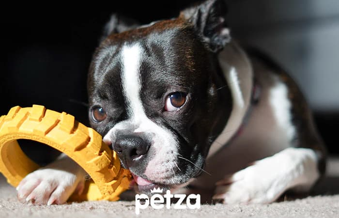 Boston Terrier Özellikleri