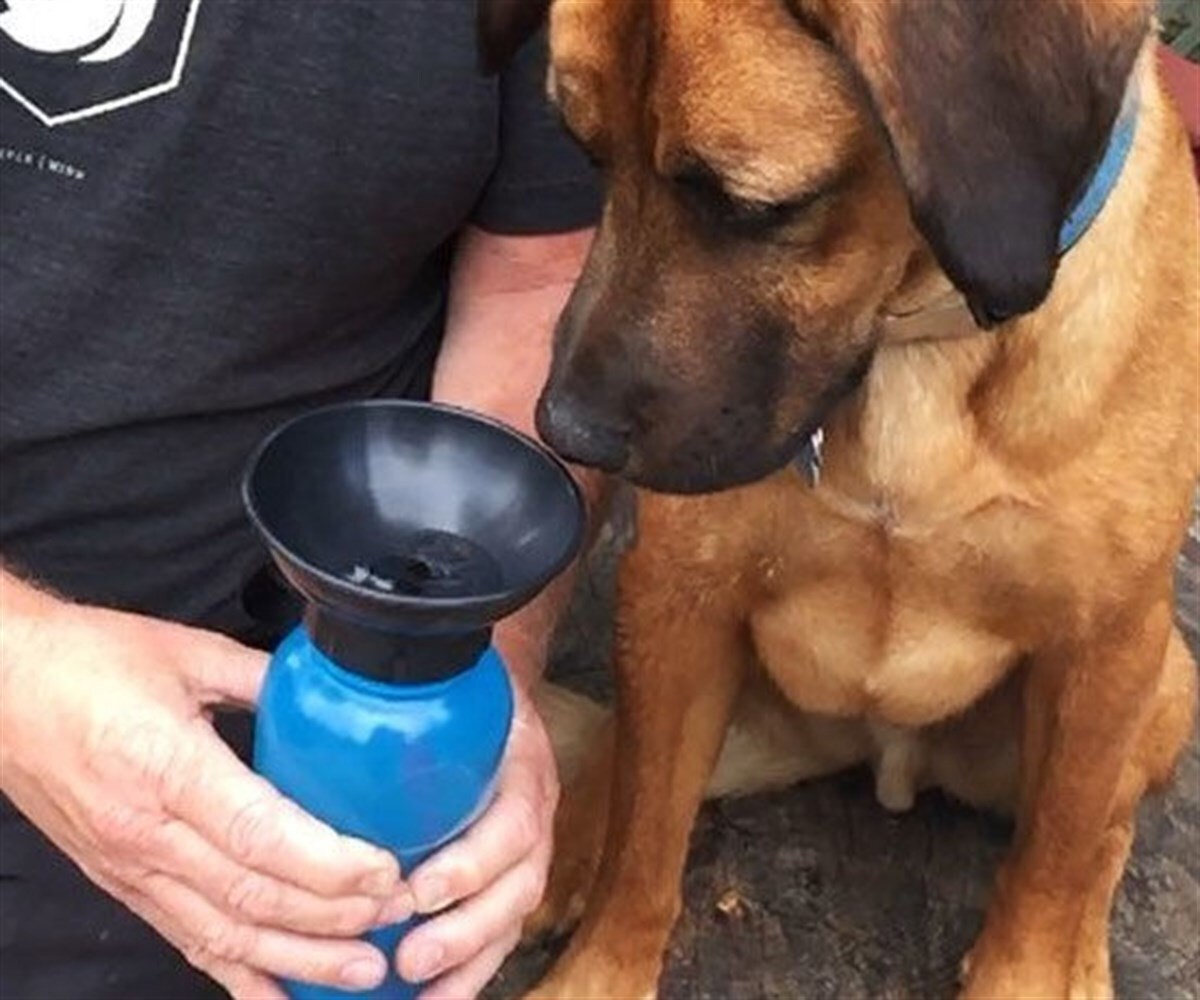 KB Köpek Seyahat Ve Gezi Suluğu