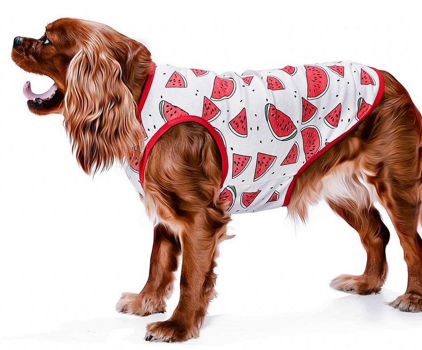 Küçük ve Orta Irk Köpek T-shirt Ovia