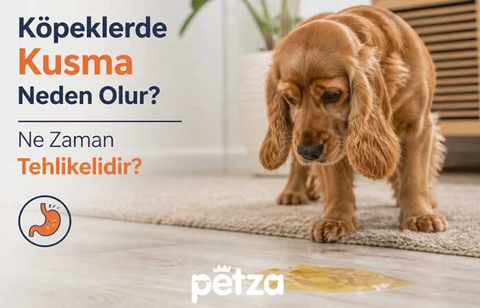 Köpeklerde Kusma Neden Olur?