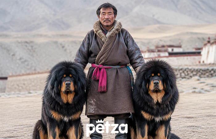 Tibet Mastifi Özellikleri