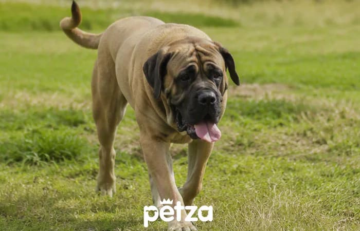 Mastiff (İngiliz Mastiff) Özellikleri