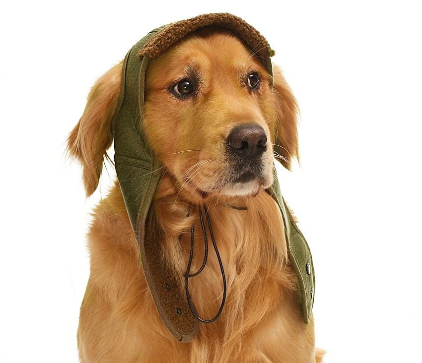 Küçük Orta ve Büyük Irk Köpek Şapka Pilot Yeşil