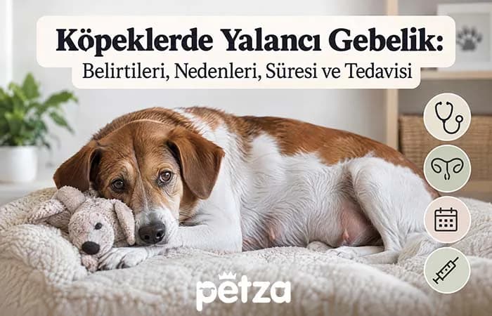 Köpeklerde Yalancı Gebelik