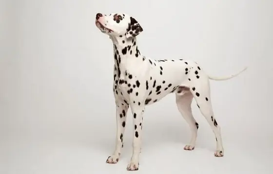 Dalmaçya Köpek Özellikleri