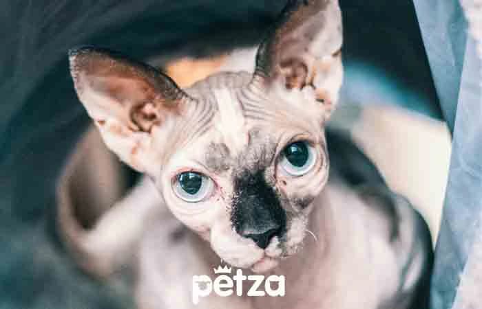 Devon Rex Kedisi Özellikleri