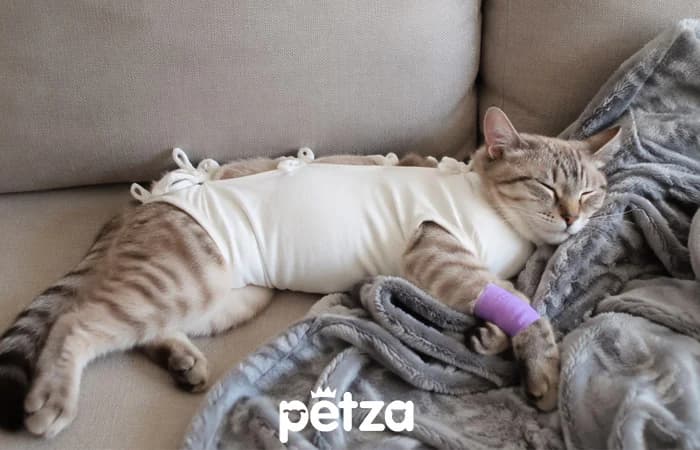 Kedi Kısırlaştırma Nasıl Yapılır?