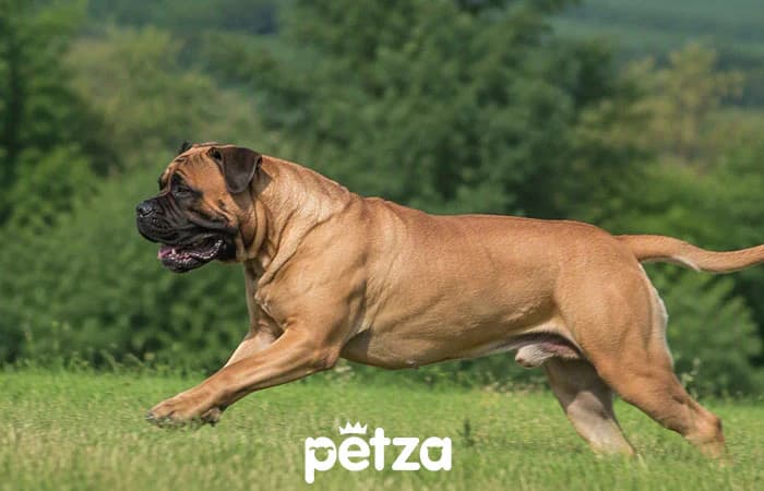 Bullmastiff Köpek Özellikleri