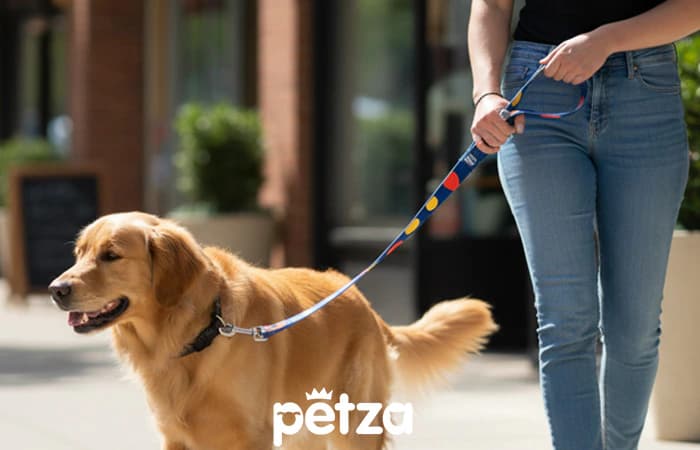 Hi Dream Higo Placid Blue Köpek Gezdirme Tasması - Petza
