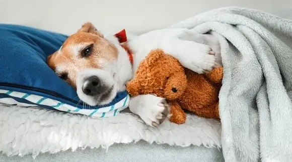 Köpekler Kaç Ayda Doğum Yapar
