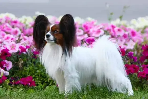 Papillon Köpek Özellikleri