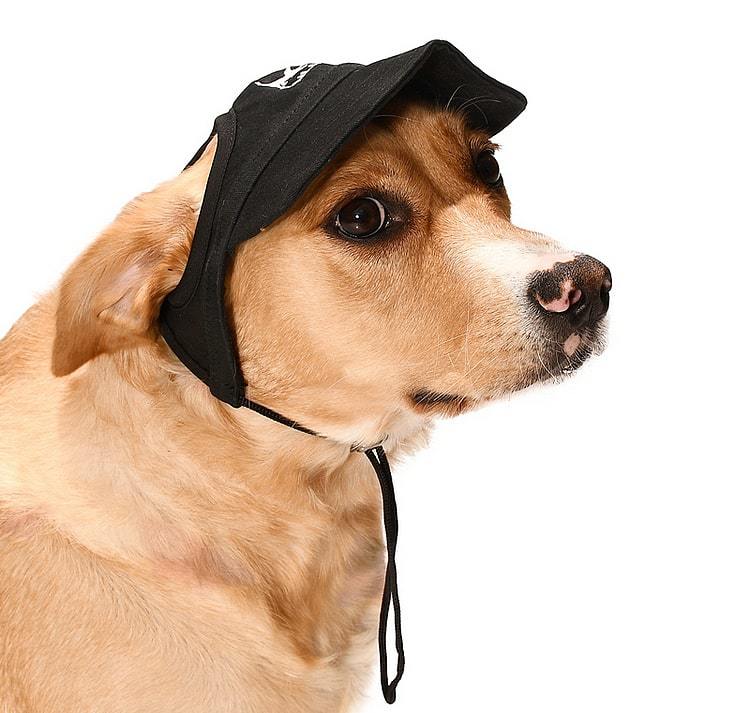 Küçük ve Orta Irk Köpekler için Şapka Japers Siyah