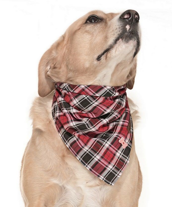 Köpek Bandana / Mofu