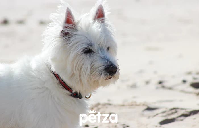 Westie (West Highland White Terrier) Köpek Özellikleri