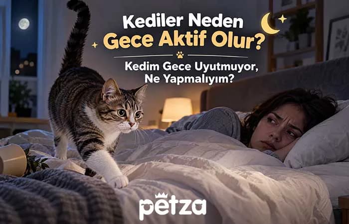 Kediler Neden Gece Aktif Olur?