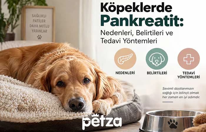 Köpeklerde Pankreatit