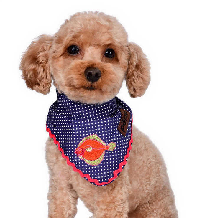 Köpek Bandana / Kuta